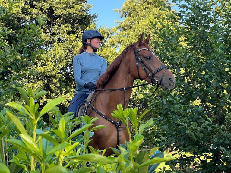 Hanoverian Mare 6 years 16,2 hh Chestnut-Red in Radbruch