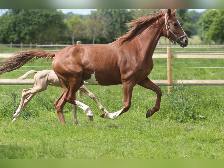 Hanoverian Mare 6 years 16,2 hh Chestnut-Red in Elevage des Baïsses