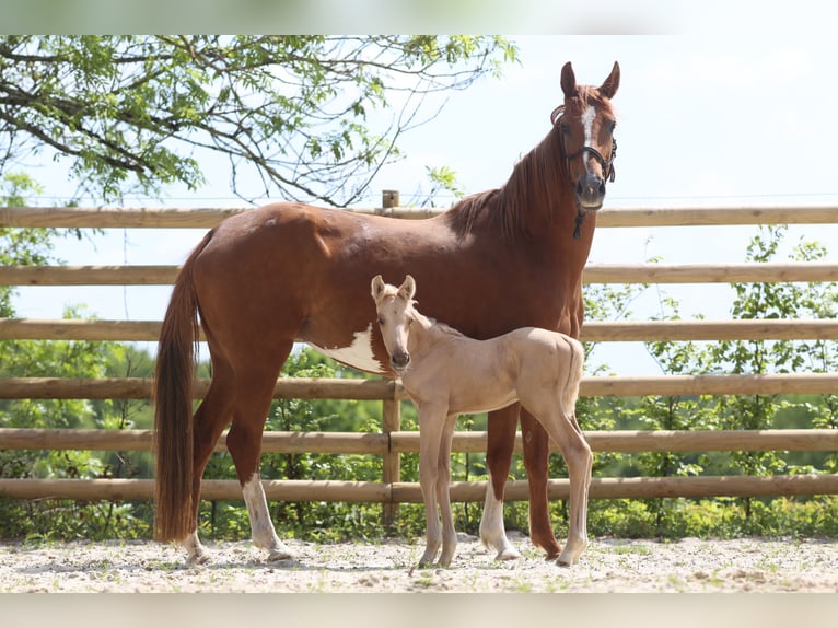 Hanoverian Mare 6 years 16,2 hh Chestnut-Red in Elevage des Baïsses