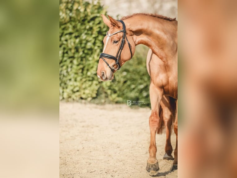 Hanoverian Mare 6 years 16.2 hh Chestnut-Red in Ohrensen