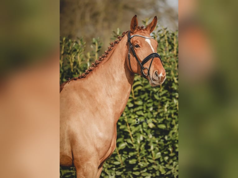 Hanoverian Mare 6 years 16.2 hh Chestnut-Red in Ohrensen