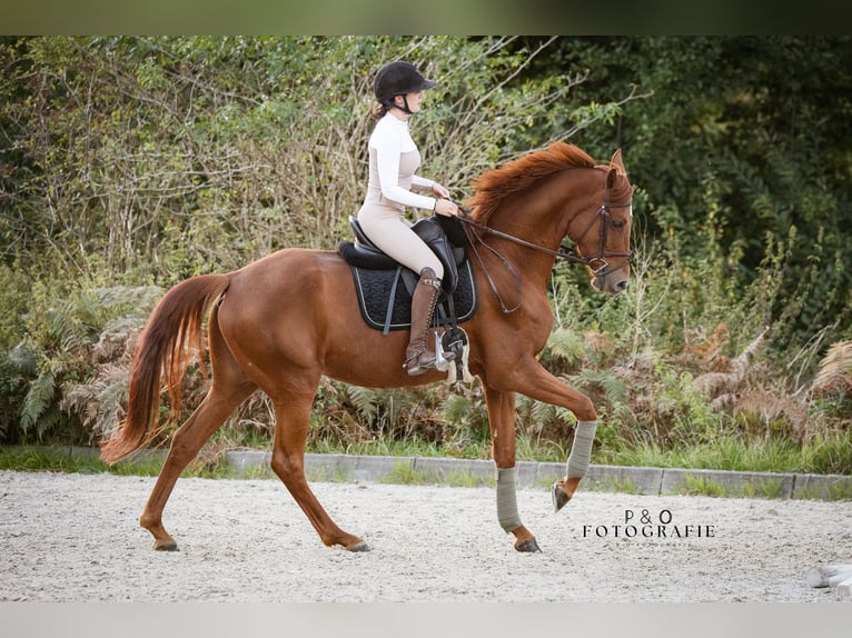 Hanoverian Mare 6 years 16,2 hh Chestnut-Red in Klein Meckelsen