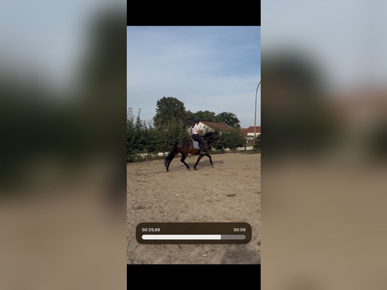 Hanoverian Mare 6 years 16.2 hh  in Ingolstadt