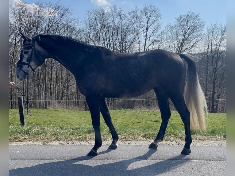 Hanoverian Mare 6 years 16,2 hh Gray in Overath