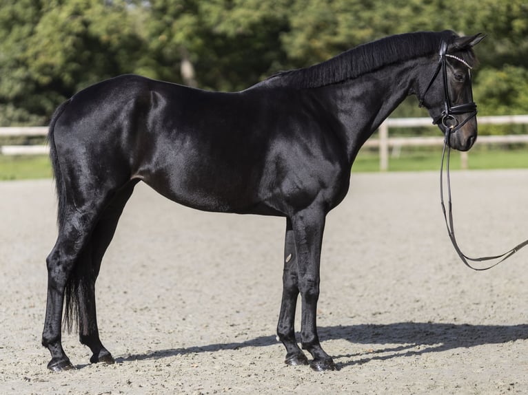 Hanoverian Mare 6 years 16.2 hh Smoky-Black in Friedeburg