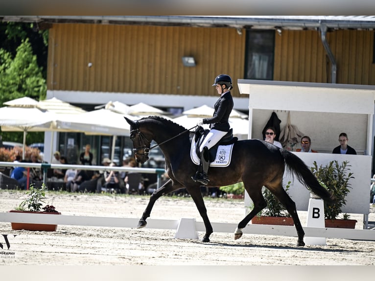 Hanoverian Mare 6 years 16.3 hh Bay-Dark in Beretinec