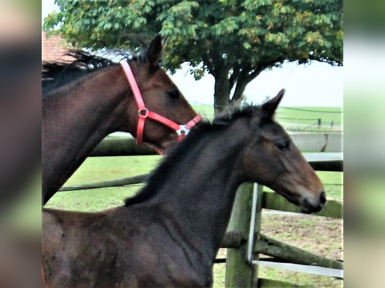 Hanoverian Mare 6 years 16,3 hh Bay-Dark in Korbach