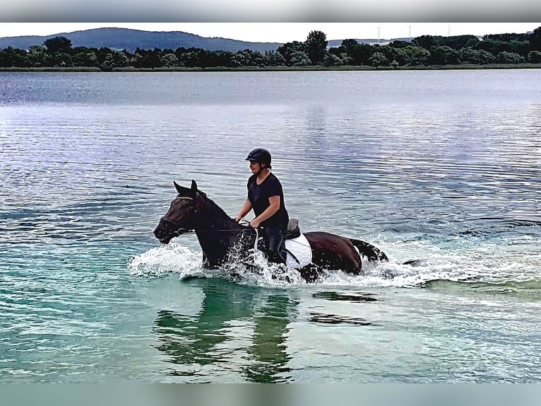 Hanoverian Mare 6 years 16,3 hh Bay-Dark in Korbach