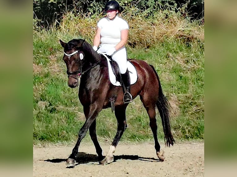 Hanoverian Mare 6 years 16,3 hh Bay-Dark in Korbach