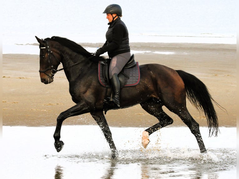 Hanoverian Mare 6 years 16,3 hh Bay-Dark in Korbach