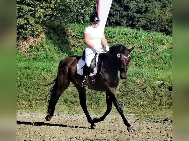 Hanoverian Mare 6 years 16,3 hh Bay-Dark in Korbach