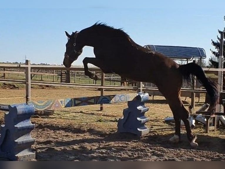 Hanoverian Mare 6 years 16,3 hh Bay-Dark in Korbach