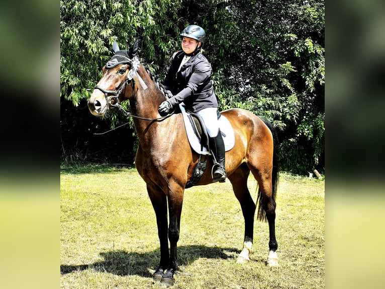 Hanoverian Mare 6 years 16,3 hh Bay-Dark in Korbach