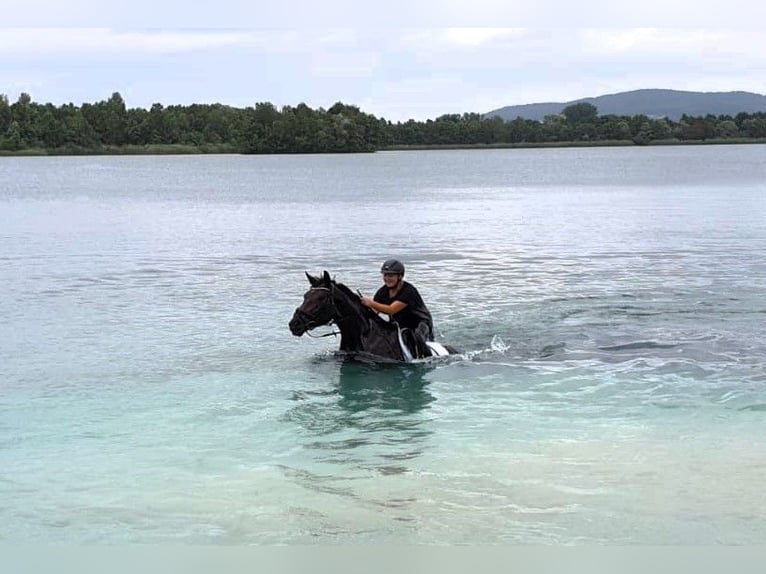 Hanoverian Mare 6 years 16,3 hh Bay-Dark in Korbach