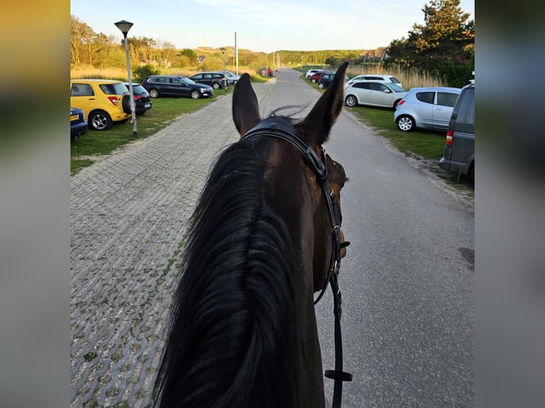 Hanoverian Mare 6 years 16,3 hh Bay-Dark in Korbach