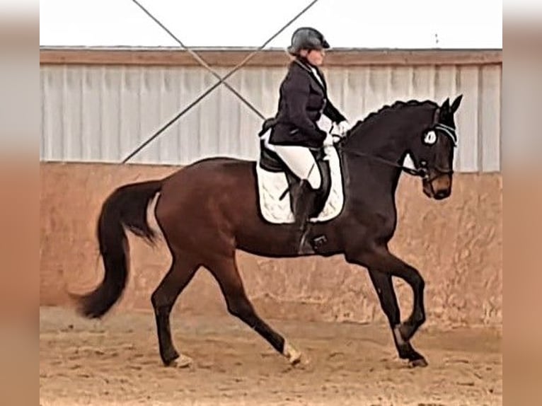 Hanoverian Mare 6 years 16,3 hh Bay-Dark in Korbach