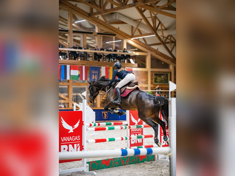 Hanoverian Mare 6 years 16,3 hh Bay in Kaunas