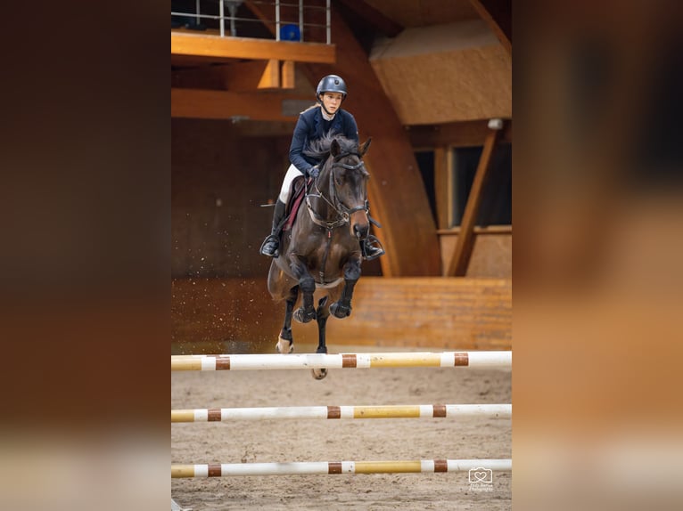 Hanoverian Mare 6 years 16,3 hh Bay in Kaunas