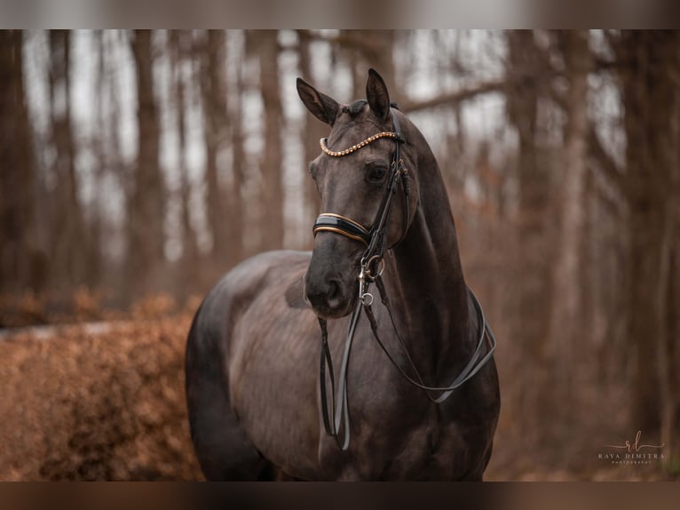 Hanoverian Mare 6 years 16,3 hh Black in Wehringen