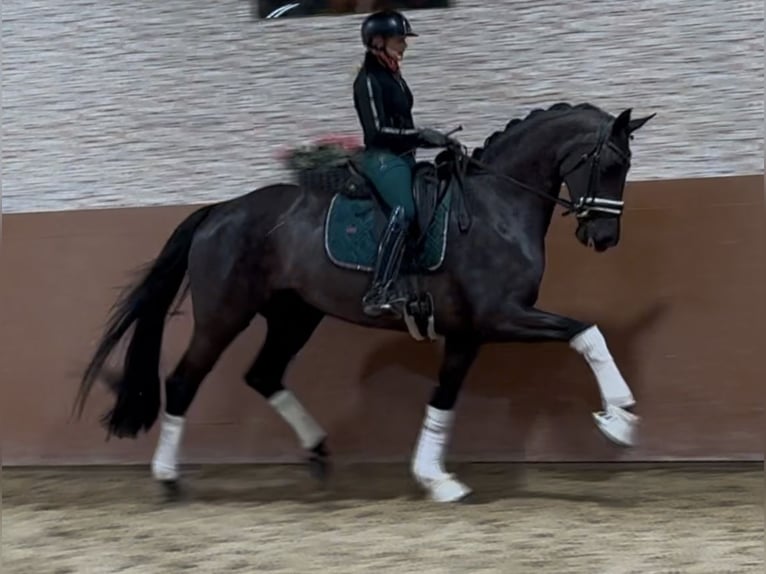 Hanoverian Mare 6 years 16,3 hh Black in Wehringen