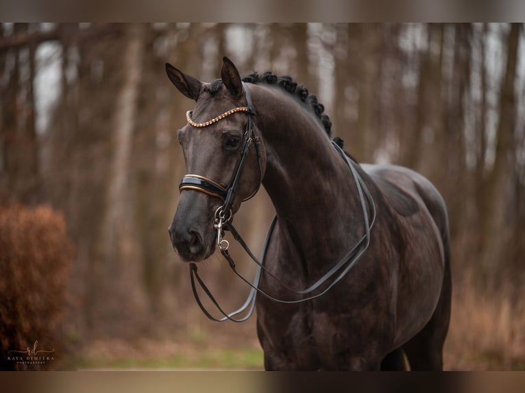 Hanoverian Mare 6 years 16,3 hh Black in Wehringen