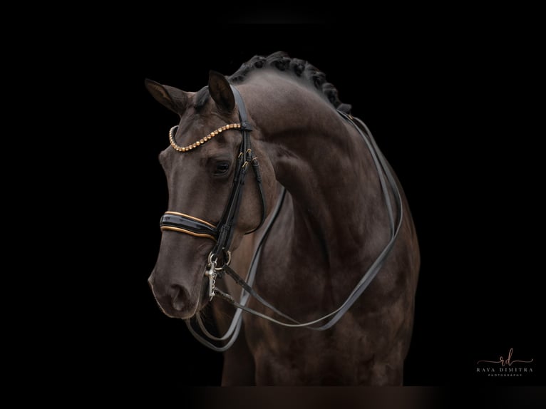 Hanoverian Mare 6 years 16,3 hh Black in Wehringen