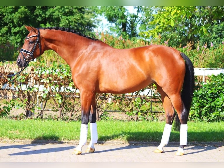 Hanoverian Mare 6 years 16,3 hh Brown in Selsingen