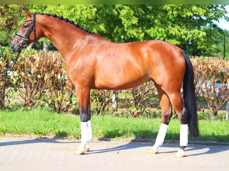 Hanoverian Mare 6 years 16,3 hh Brown in Selsingen