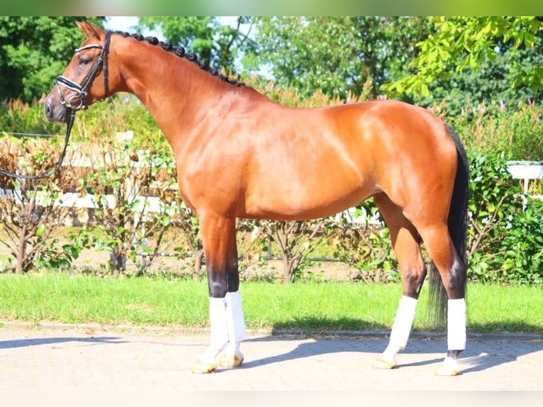 Hanoverian Mare 6 years 16,3 hh Brown in Selsingen