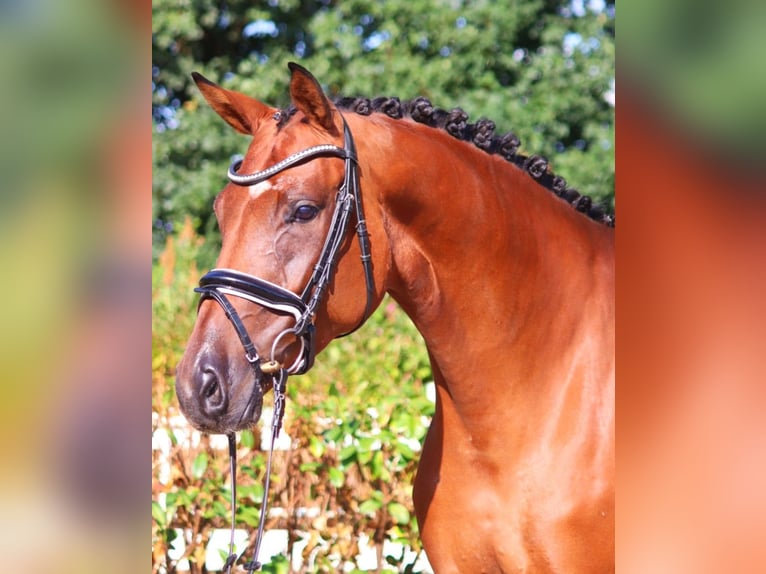 Hanoverian Mare 6 years 16,3 hh Brown in Selsingen