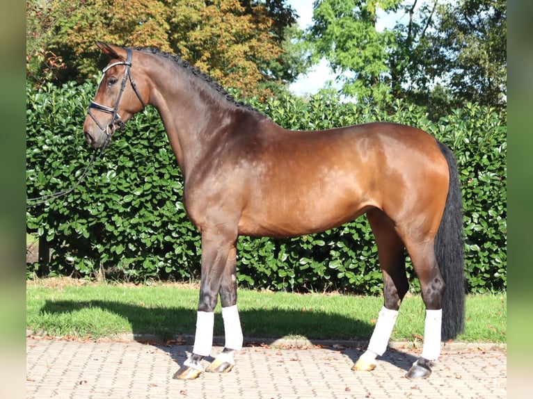 Hanoverian Mare 6 years 16.3 hh Brown in Selsingen