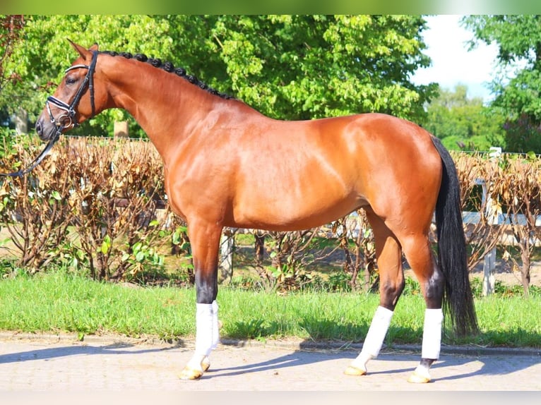 Hanoverian Mare 6 years 16,3 hh Brown in Selsingen