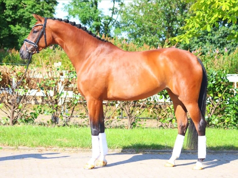 Hanoverian Mare 6 years 16,3 hh Brown in Selsingen