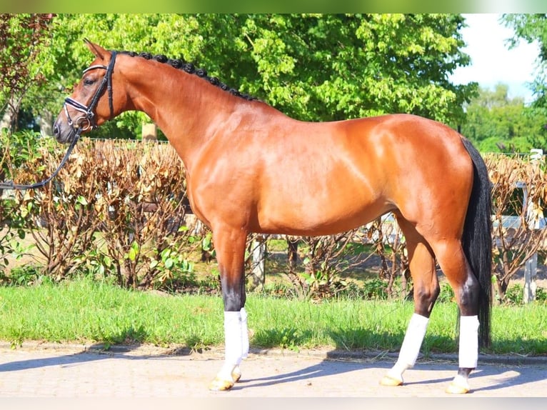 Hanoverian Mare 6 years 16,3 hh Brown in Selsingen