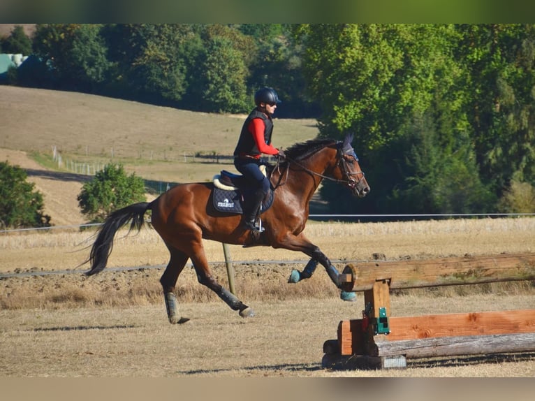 Hanoverian Mare 6 years 16.3 hh Brown in Schöneck