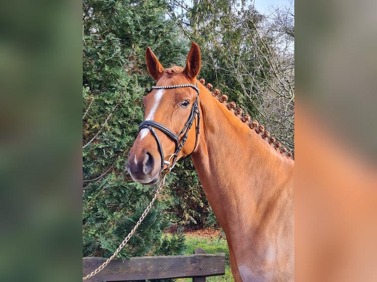Hanoverian Mare 6 years 16,3 hh Chestnut in Loxstedt