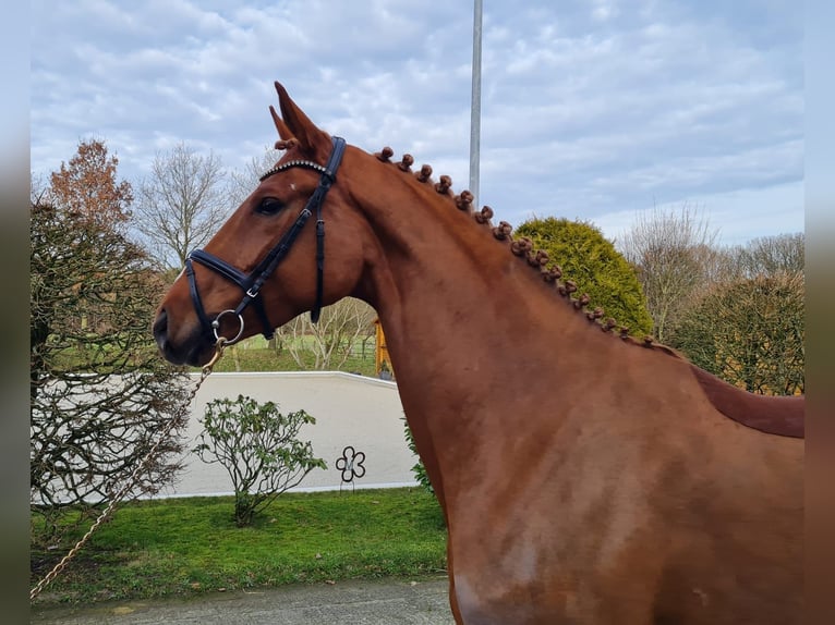 Hanoverian Mare 6 years 16,3 hh Chestnut in Loxstedt