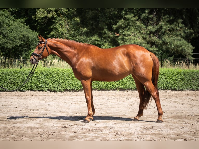 Hanoverian Mare 6 years 16.3 hh Chestnut-Red in Brieselang