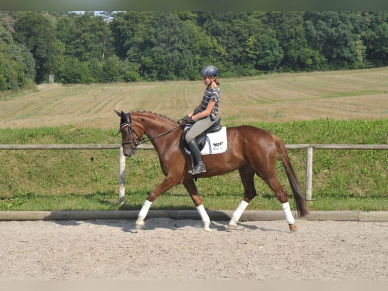 Hanoverian Mare 6 years 16,3 hh Chestnut-Red in Wellheim