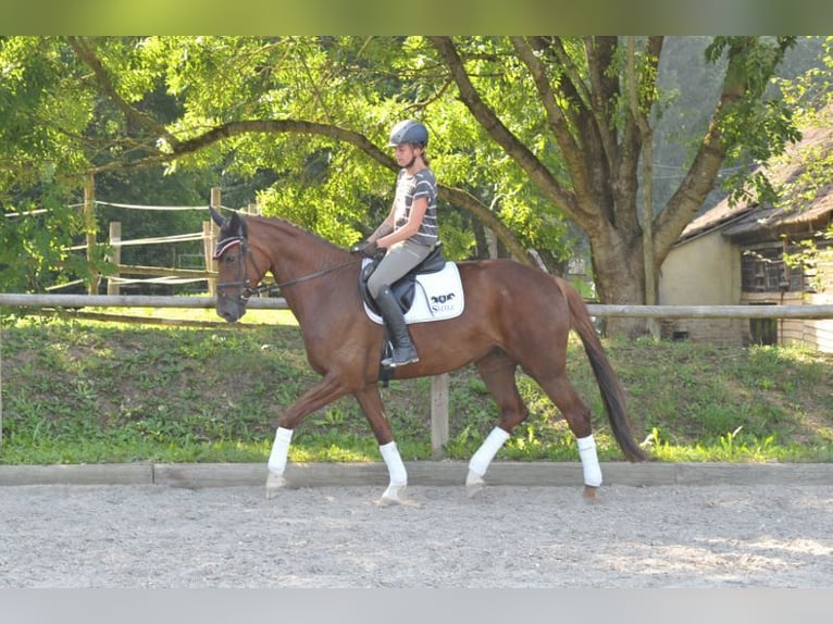 Hanoverian Mare 6 years 16,3 hh Chestnut-Red in Wellheim