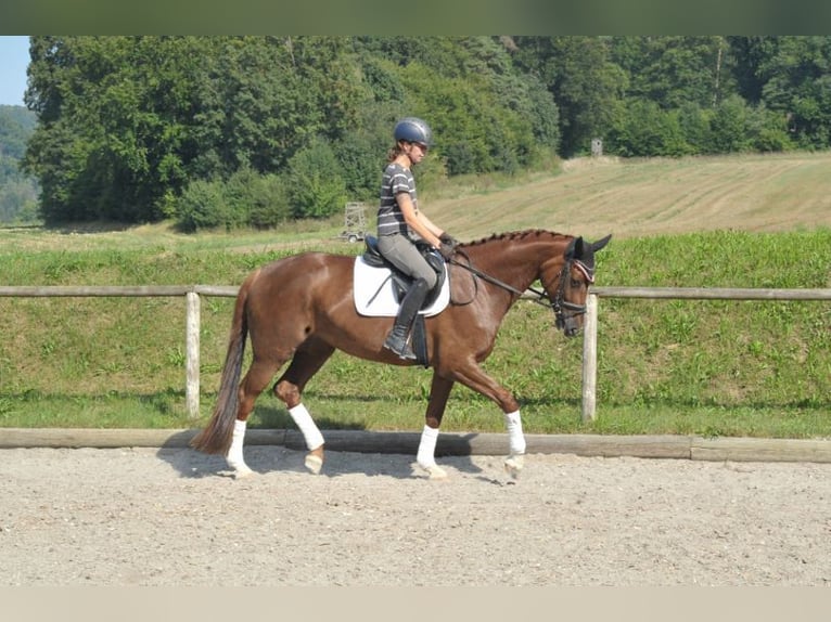 Hanoverian Mare 6 years 16,3 hh Chestnut-Red in Wellheim