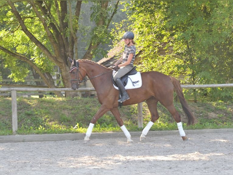 Hanoverian Mare 6 years 16,3 hh Chestnut-Red in Wellheim