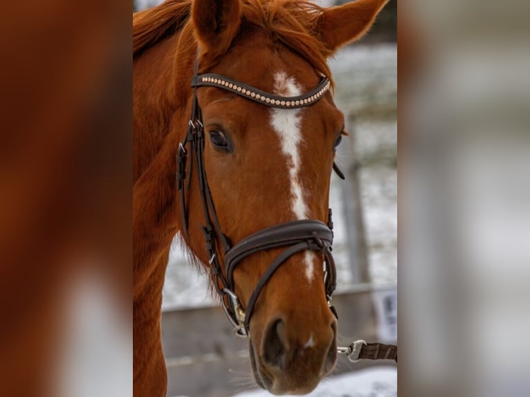 Hanoverian Mare 6 years 16.3 hh Chestnut-Red in Wald