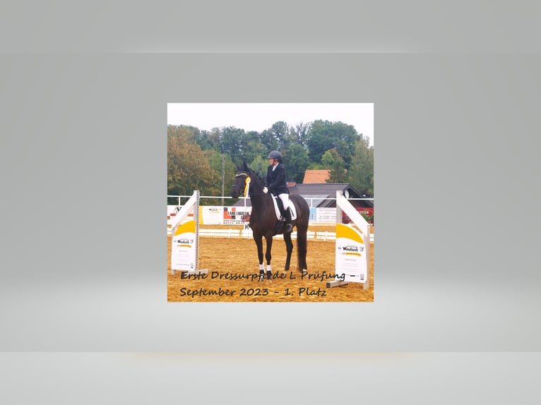 Hanoverian Mare 6 years 16,3 hh Smoky-Black in Reichenbach/Vogtland