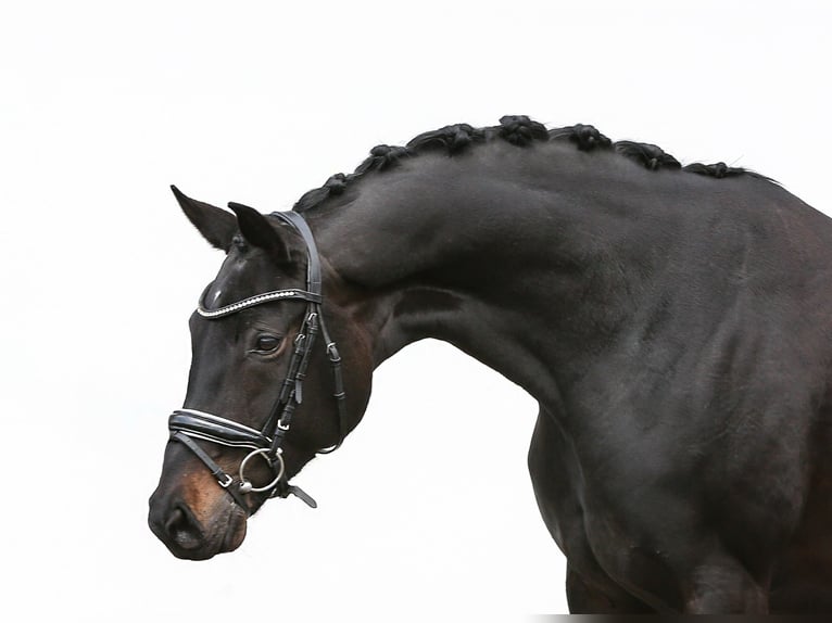 Hanoverian Mare 6 years 16,3 hh Smoky-Black in Reichenbach/Vogtland