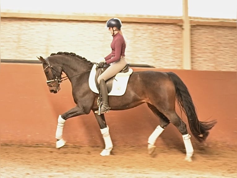 Hanoverian Mare 6 years 16 hh Bay-Dark in Wehringen