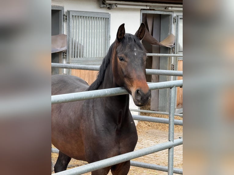 Hanoverian Mare 6 years 16 hh Bay-Dark in Nersingen