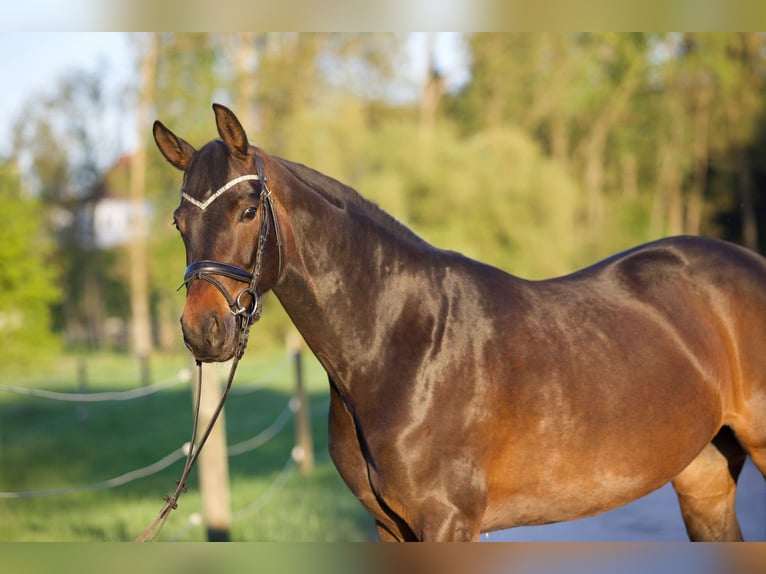 Hanoverian Mare 6 years 16 hh Bay-Dark in Nersingen