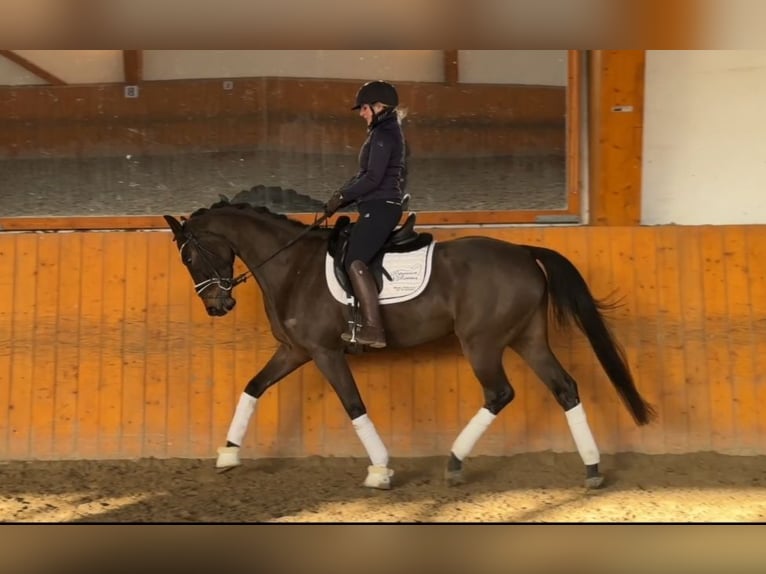 Hanoverian Mare 6 years 16 hh Bay-Dark in Salzhemmendorf