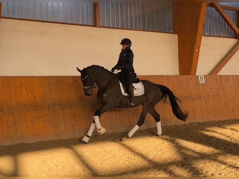 Hanoverian Mare 6 years 16 hh Bay-Dark in Salzhemmendorf